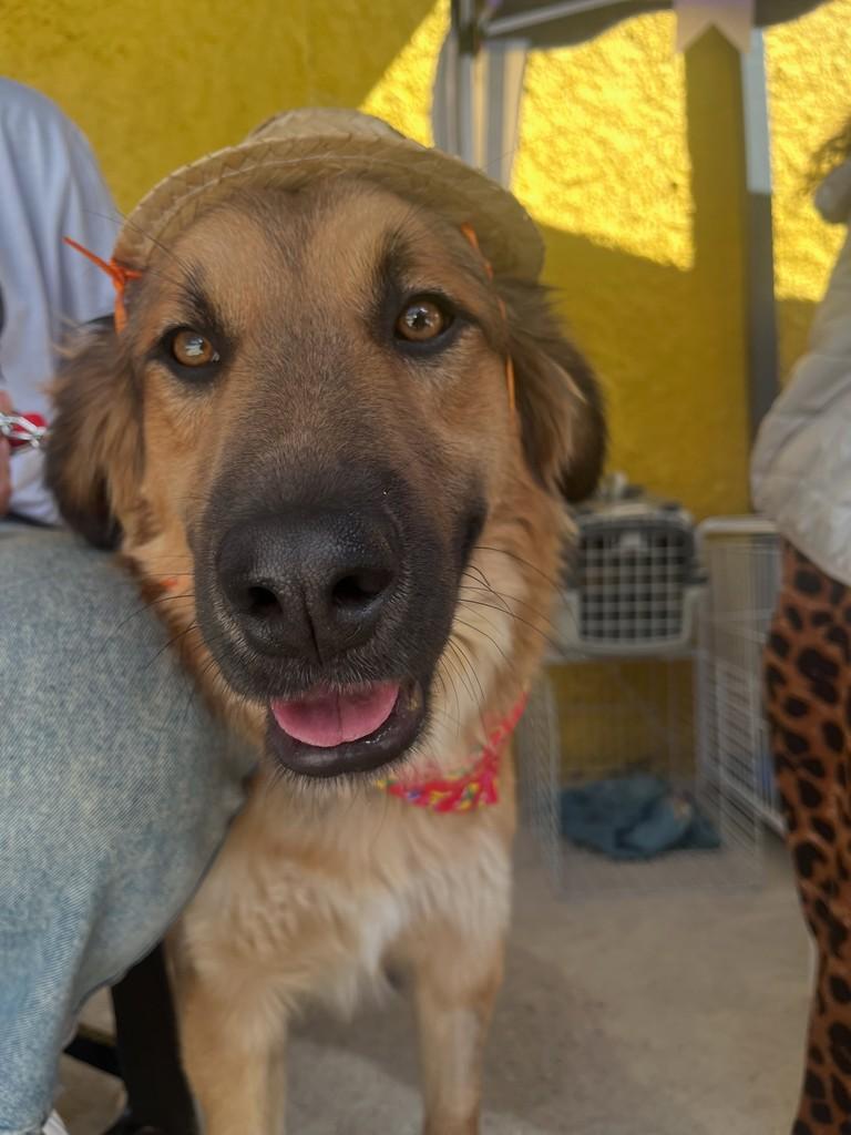 Belo, cachorro de porte médio para adoção em Ouro Preto - MG