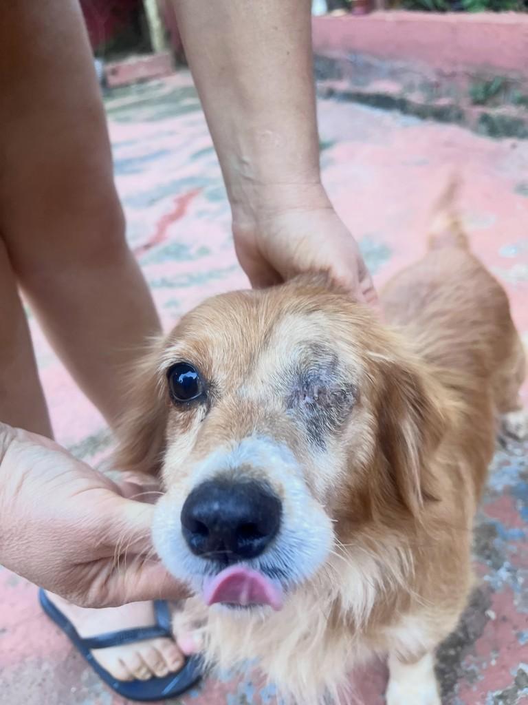Pirata, cachorro de porte pequeno para adoção em Ouro Preto - MG
