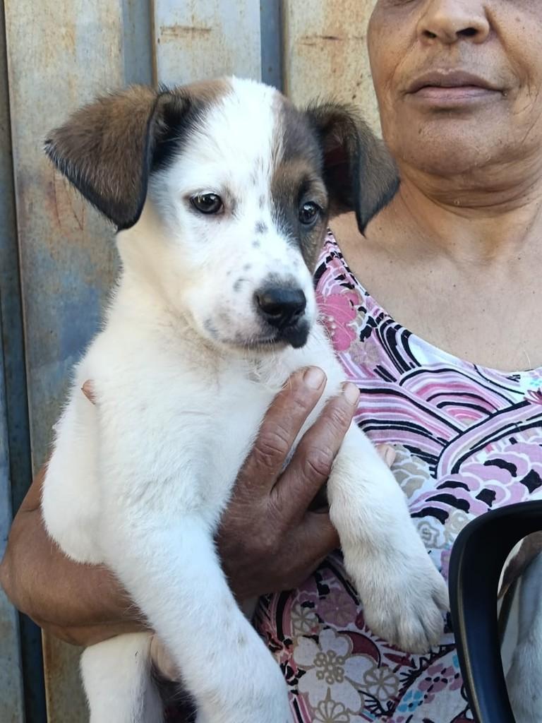 Luke, cachorro de porte pequeno para adoção em Ouro Preto - MG