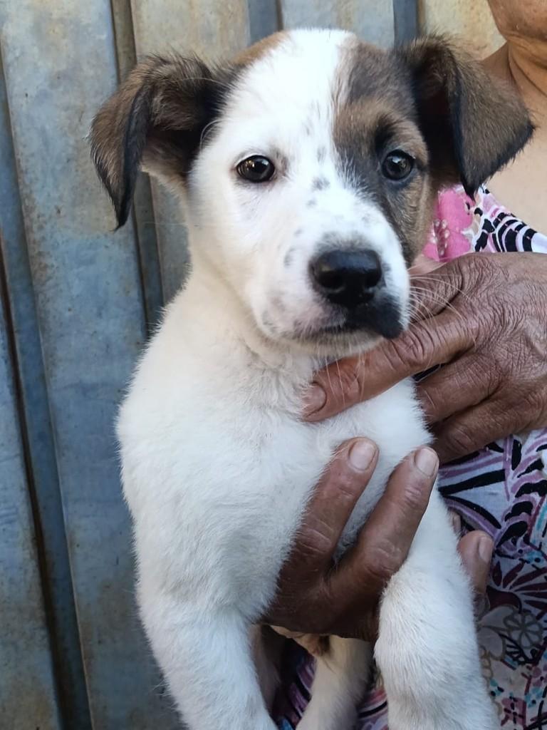 Luke, cachorro de porte pequeno para adoção em Ouro Preto - MG — foto 5 de 5