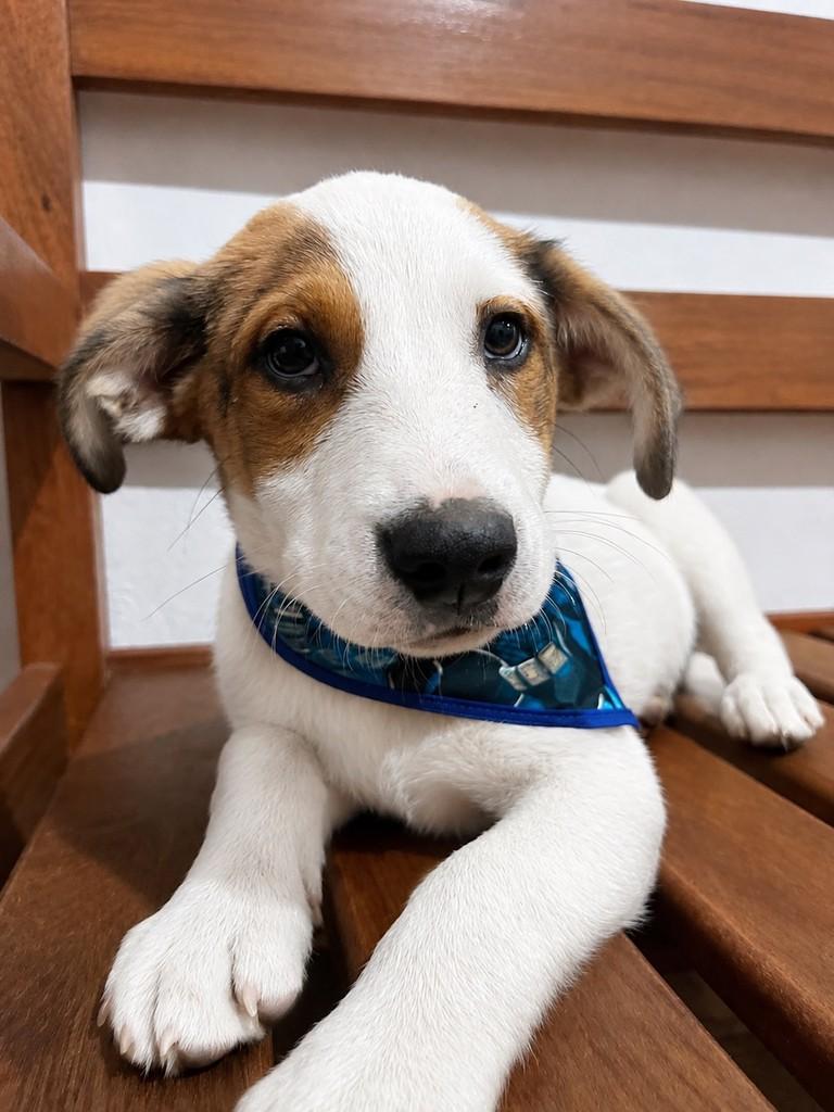 Bolota, cachorro de porte médio para adoção em Ouro Preto - MG