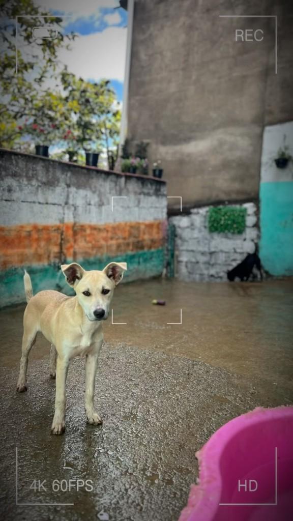 Odete, cadela de porte pequeno para adoção em Ouro Preto - MG
