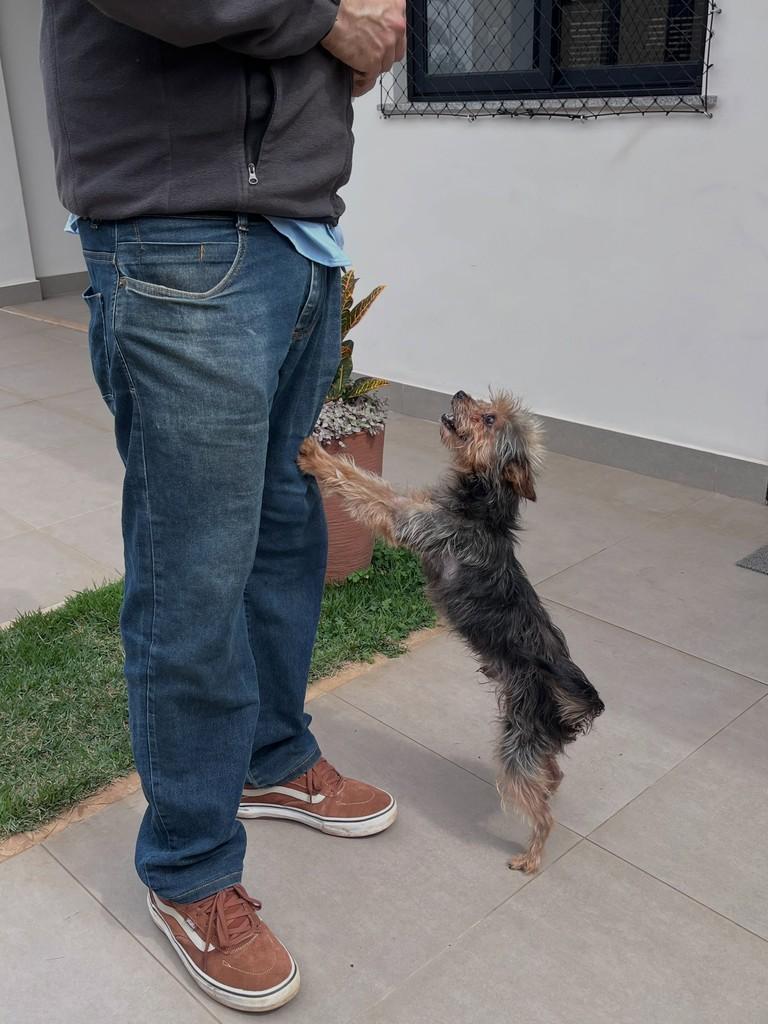 Bob, cachorro de porte pequeno para adoção em Ouro Preto - MG