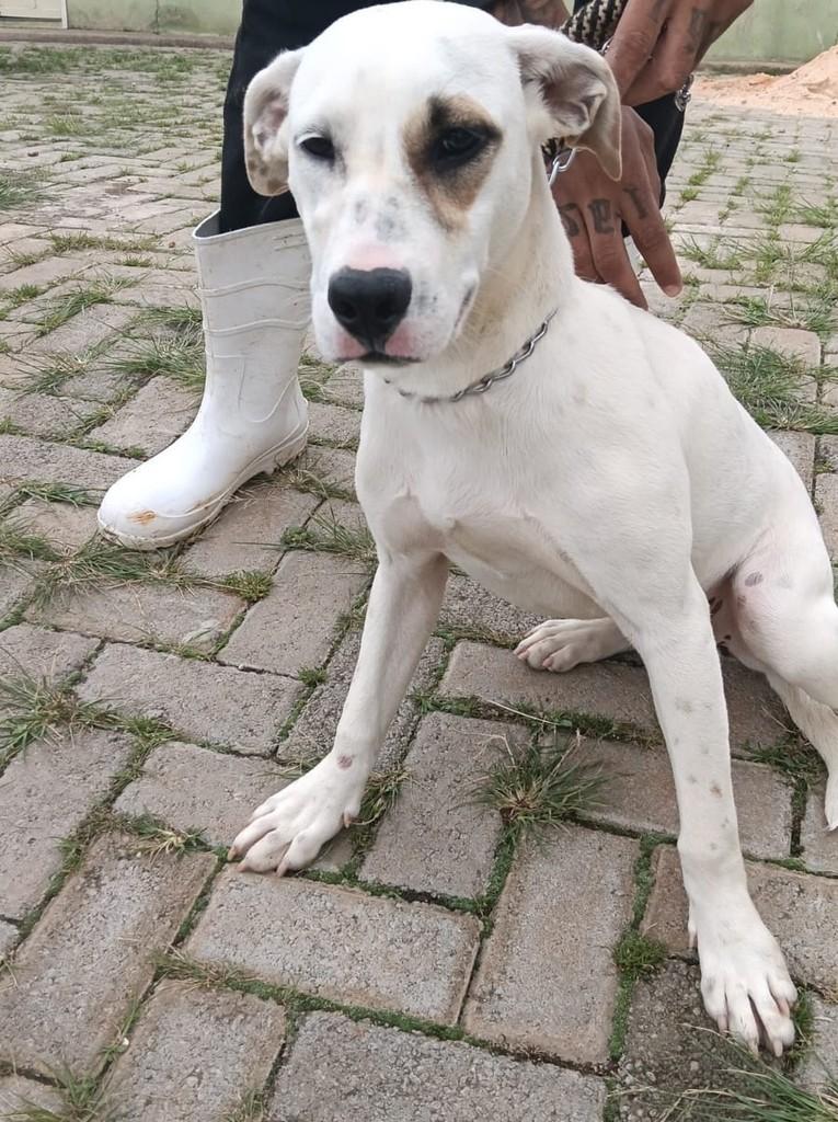 Laurinha, cachorro de porte médio para adoção em Lavras - MG