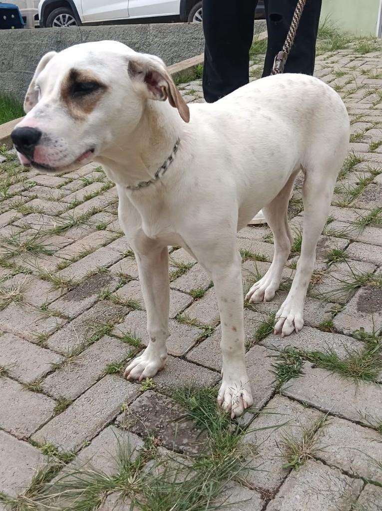 Laurinha, cachorro de porte médio para adoção em Lavras - MG — foto 2 de 4