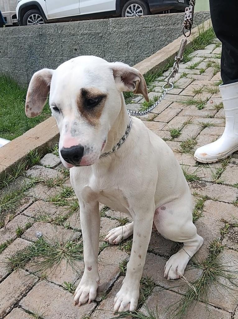 Laurinha, cachorro de porte médio para adoção em Lavras - MG — foto 3 de 4