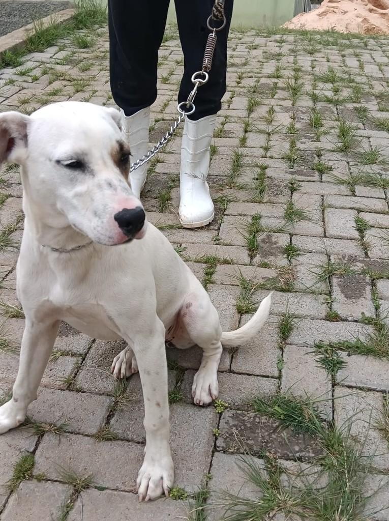 Laurinha, cachorro de porte médio para adoção em Lavras - MG — foto 4 de 4