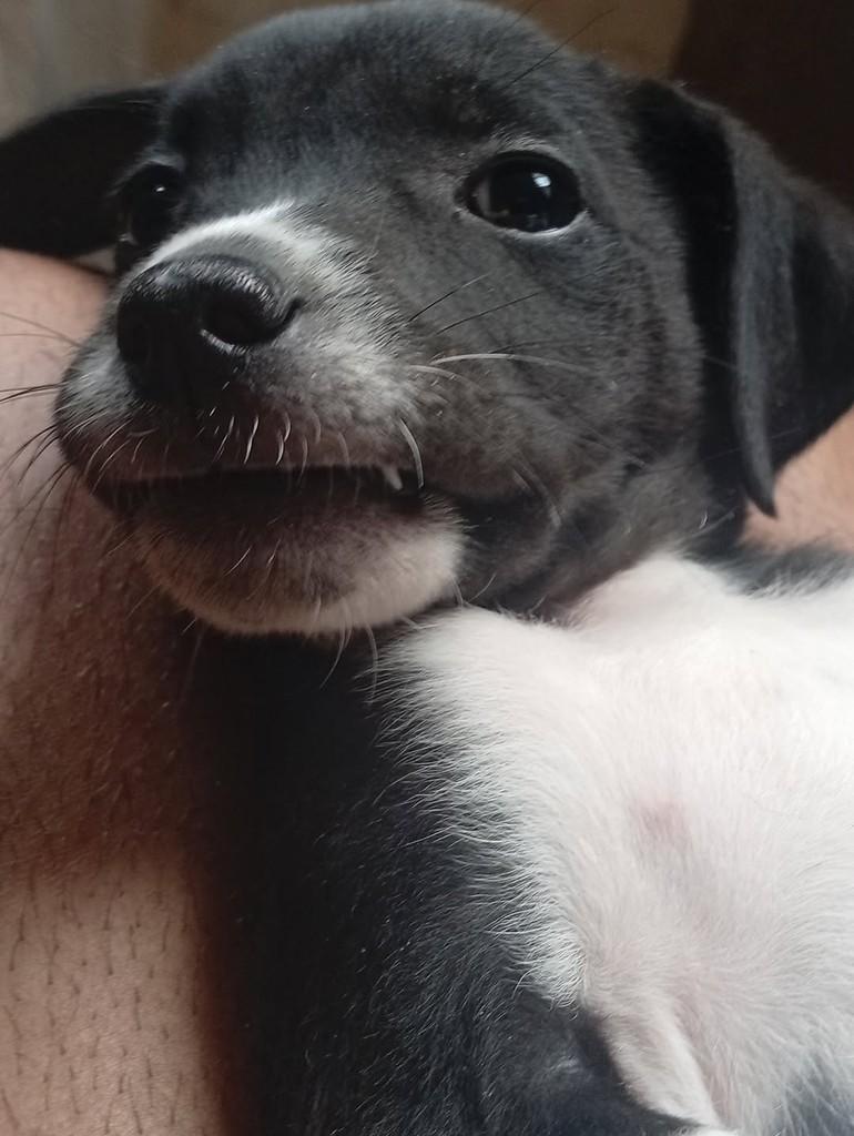 Café, cachorro de porte médio para adoção em Ouro Preto - MG