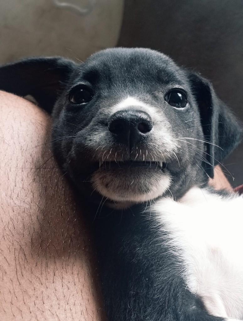 Café, cachorro de porte médio para adoção em Ouro Preto - MG — foto 2 de 4