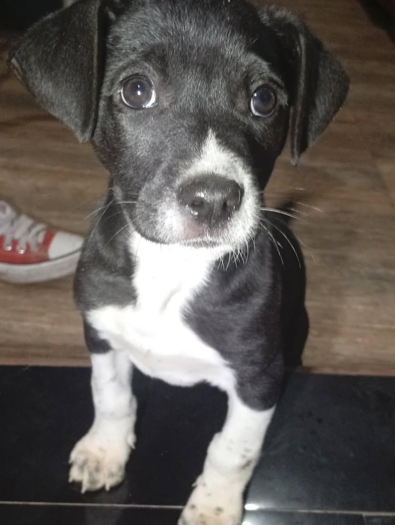 Café, cachorro de porte médio para adoção em Ouro Preto - MG — foto 3 de 4