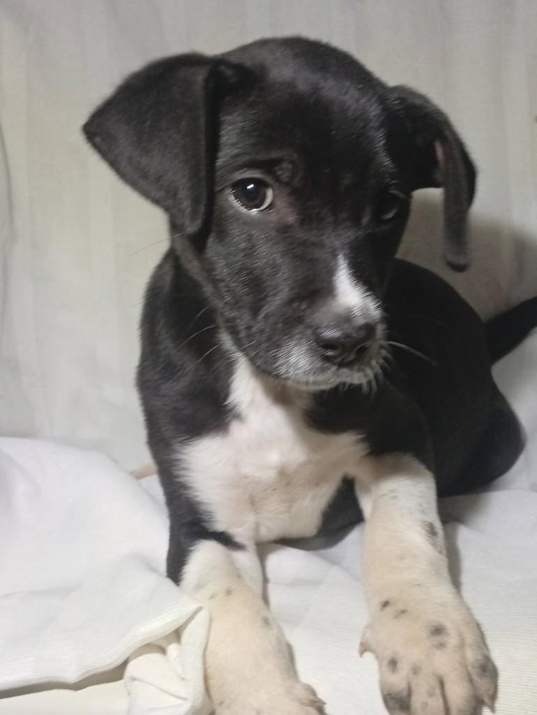 Café, cachorro de porte médio para adoção em Ouro Preto - MG — foto 4 de 4