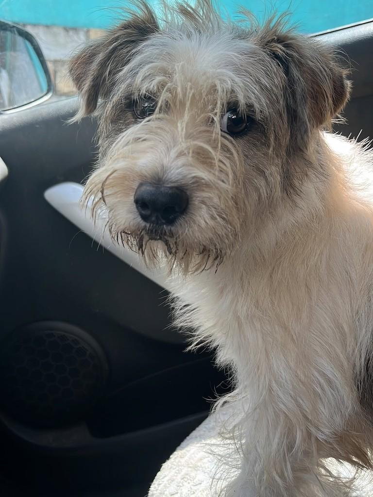 Snoop Dogg, cachorro de porte pequeno para adoção em Ouro Preto - MG