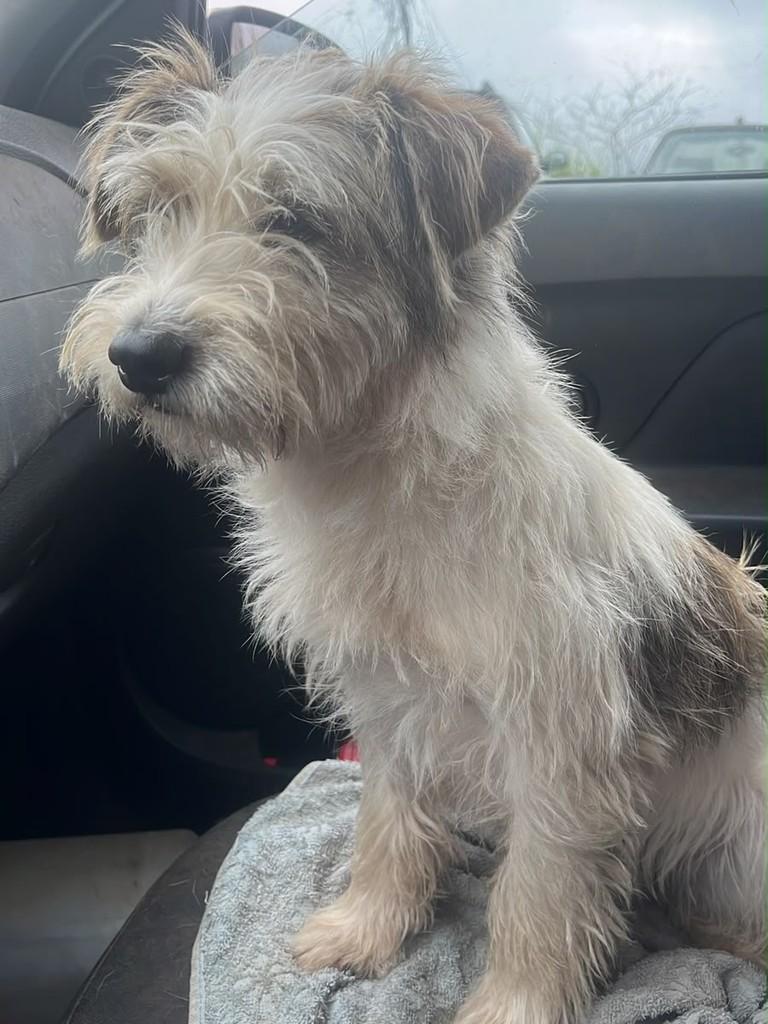 Snoop Dogg, cachorro de porte pequeno para adoção em Ouro Preto - MG — foto 3 de 4