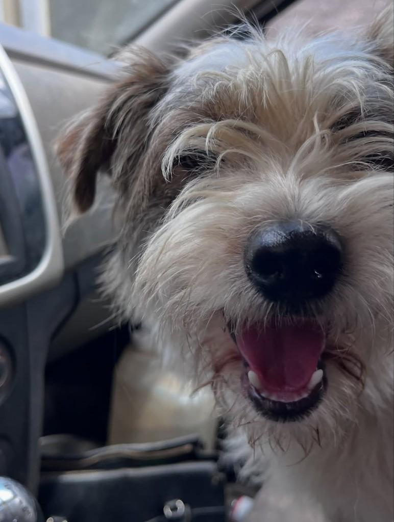 Snopp, cachorro de porte pequeno para adoção em Ouro Preto - MG