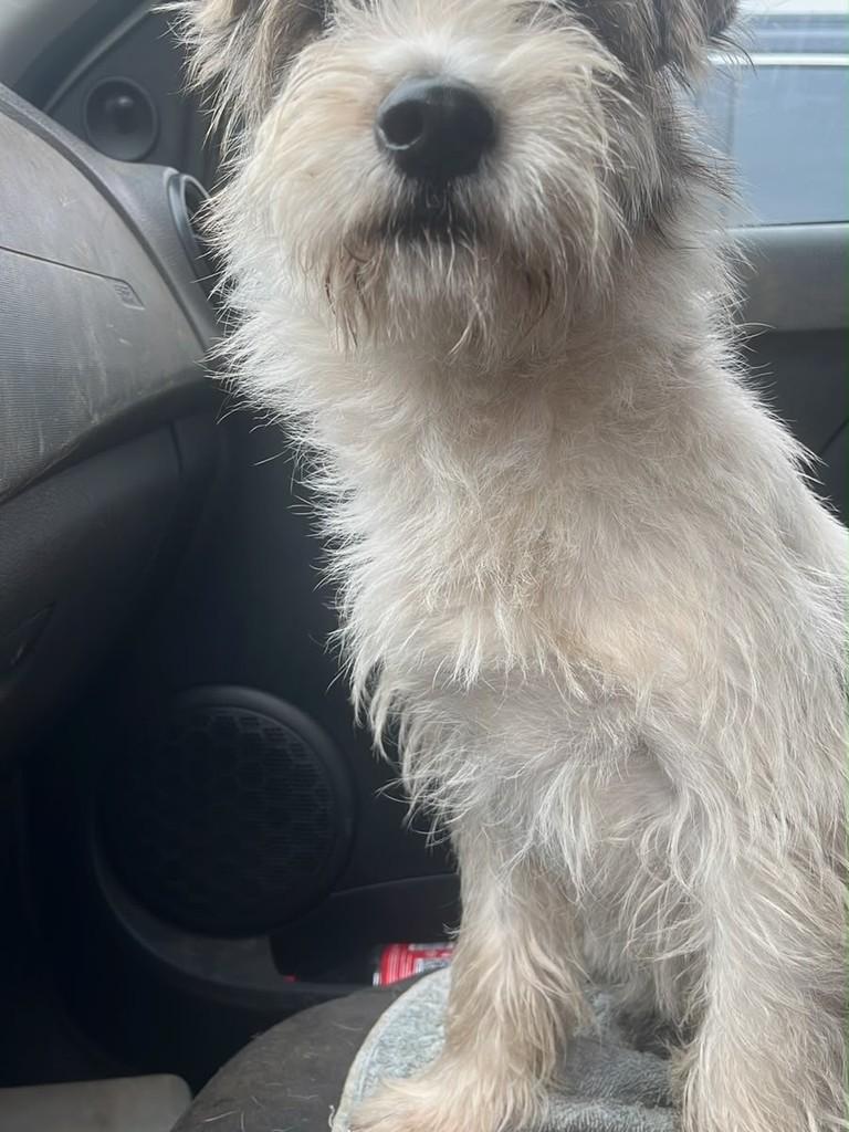 Snopp, cachorro de porte pequeno para adoção em Ouro Preto - MG — foto 2 de 3