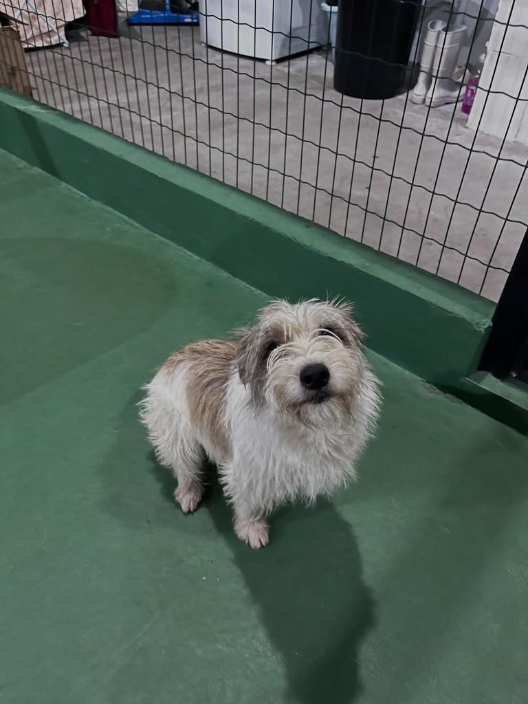 Snopp, cachorro de porte pequeno para adoção em Ouro Preto - MG — foto 3 de 3