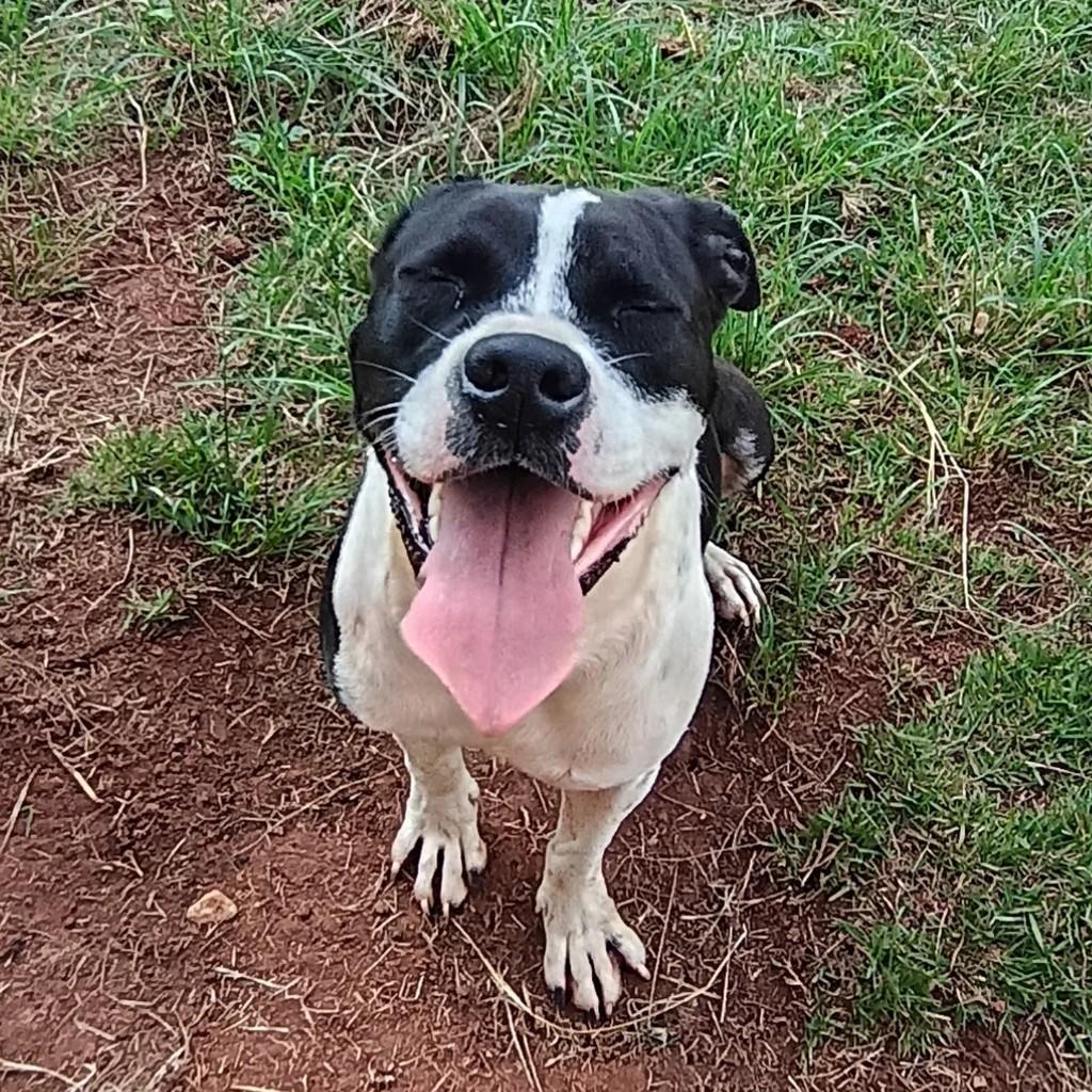 Dante, cachorro de porte pequeno para adoção em Paulínia - SP