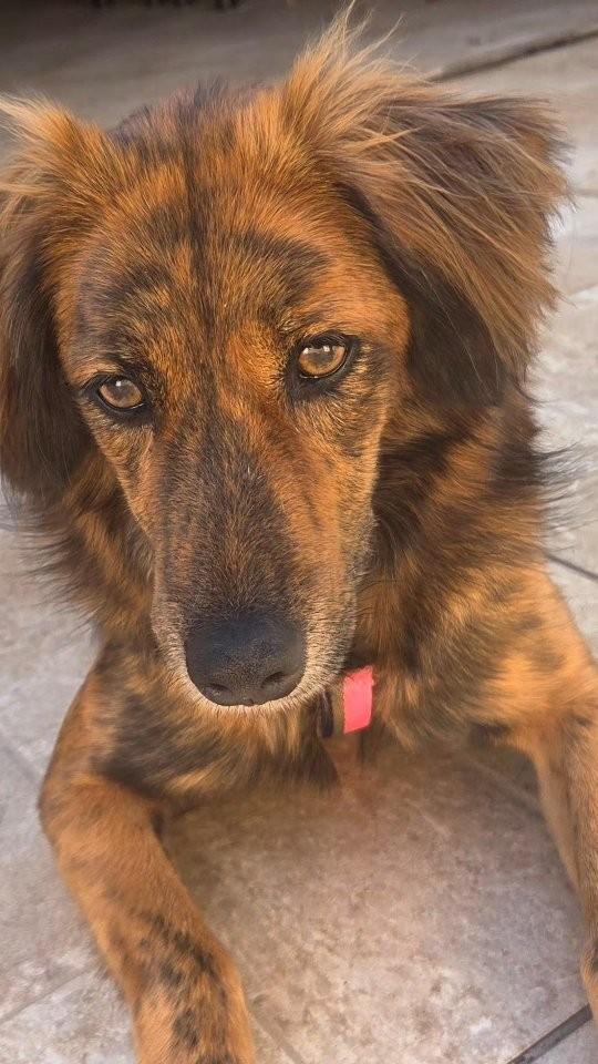 Chandelle, cachorro de porte médio para adoção em Paulínia - SP