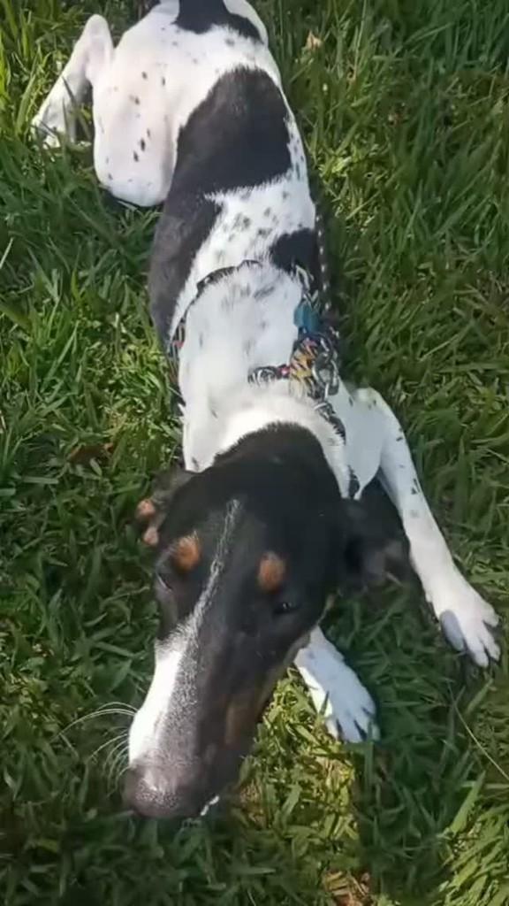 Margo, cadela de porte médio para adoção em Paulínia - SP
