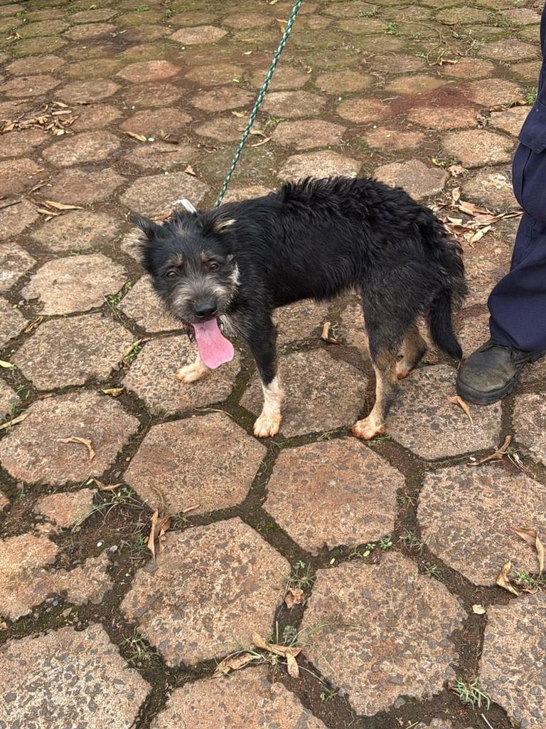 Cachorra fêmea, cadela de porte médio para adoção em Paulínia - SP