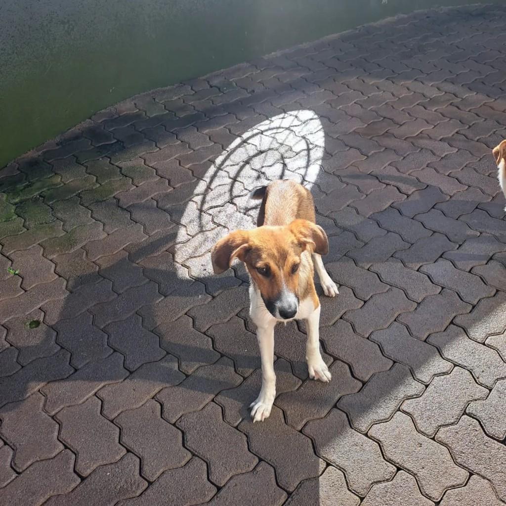 Linda, cachorro de porte pequeno para adoção em Lagoa Vermelha - RS
