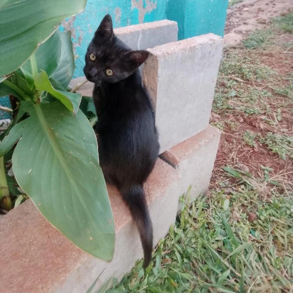 Linda, gata de porte pequeno para adoção em Lagoa Vermelha - RS