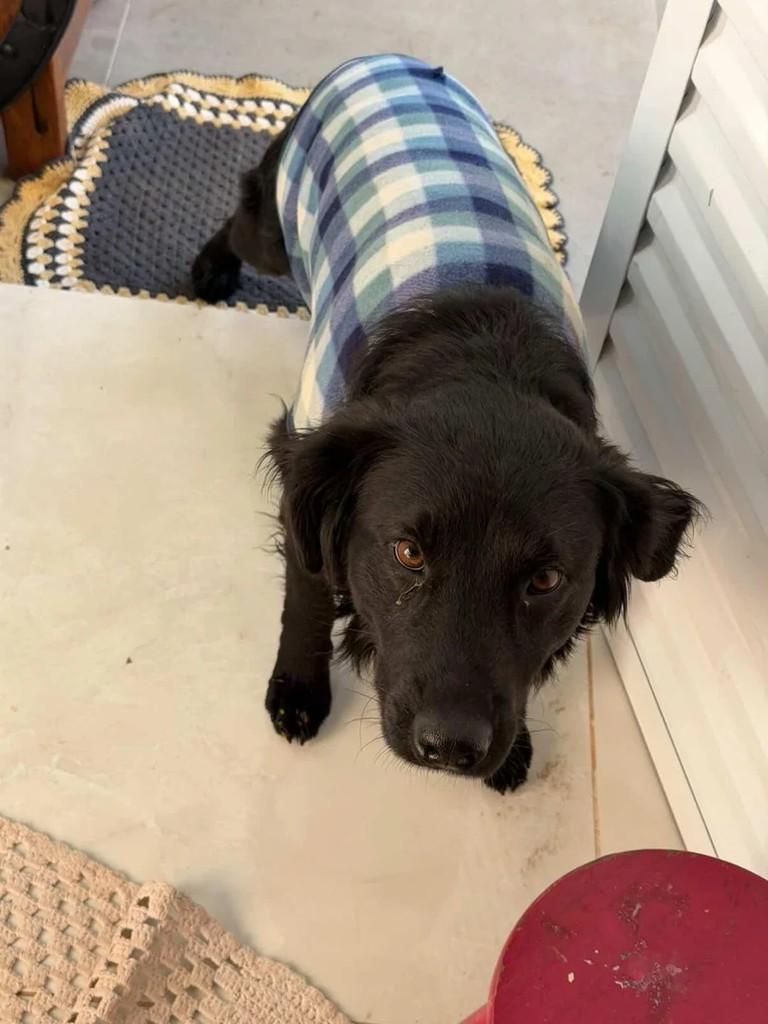 Filhotão, cachorro de porte pequeno para adoção em Lagoa Vermelha - RS