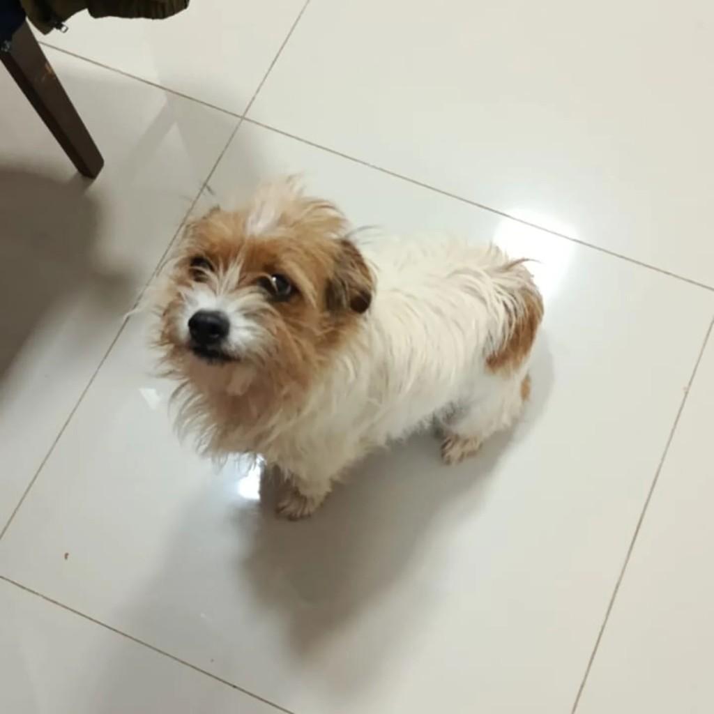 Cachorrinha linda, cadela de porte pequeno para adoção em Lagoa Vermelha - RS