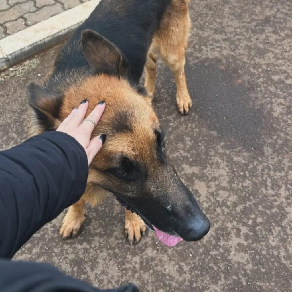 Lindo, cachorro de porte grande para adoção em Lagoa Vermelha - RS