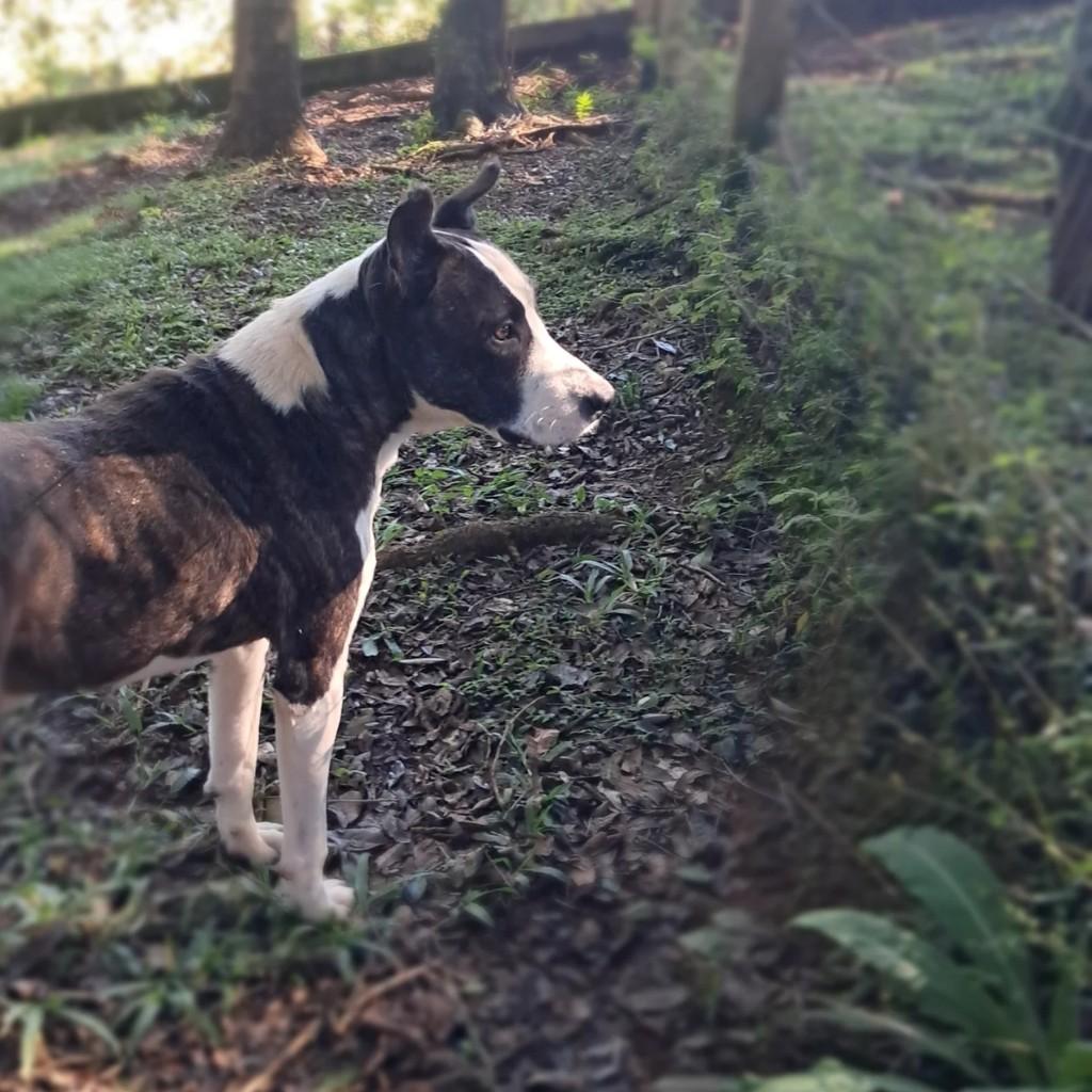 Dragon, cachorro de porte médio para adoção em Lagoa Vermelha - RS