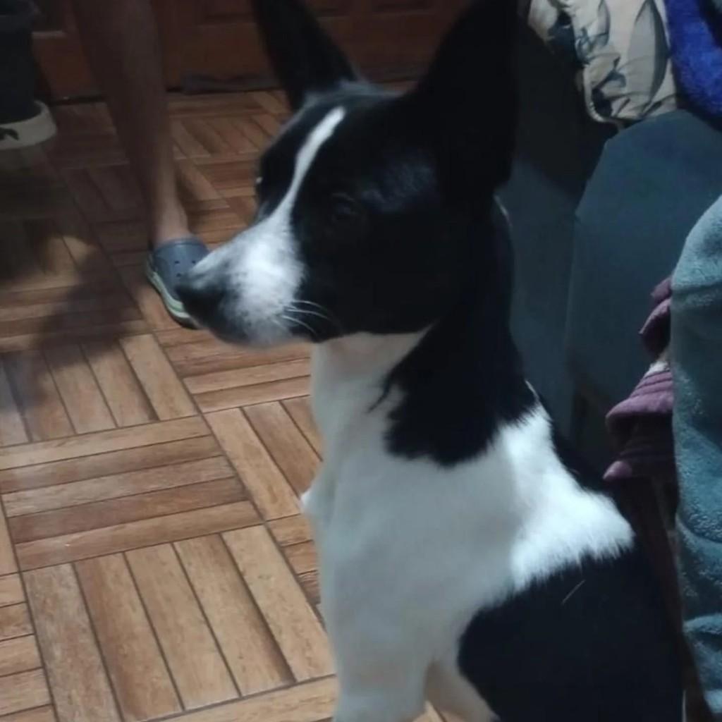 Cachorrinha, cadela de porte médio para adoção em Lagoa Vermelha - RS