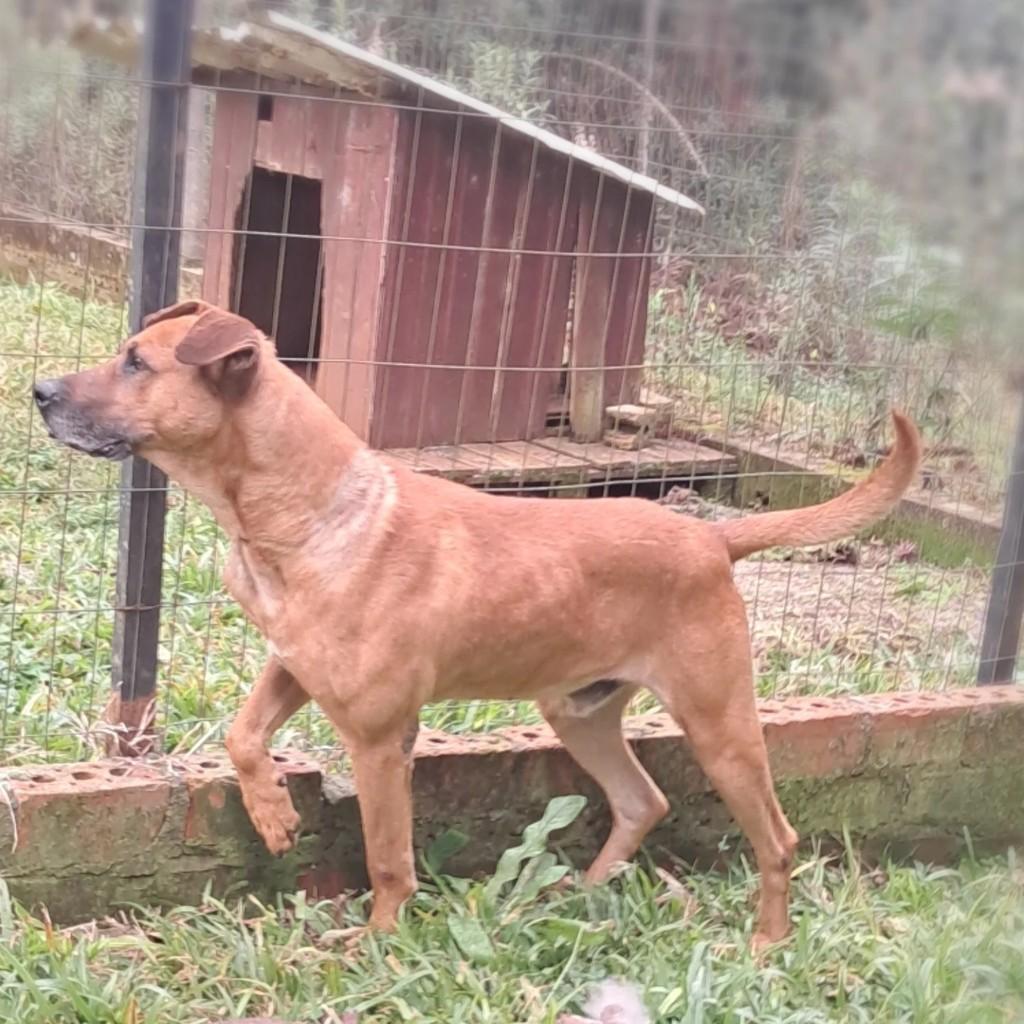Scooby, cachorro de porte grande para adoção em Lagoa Vermelha - RS
