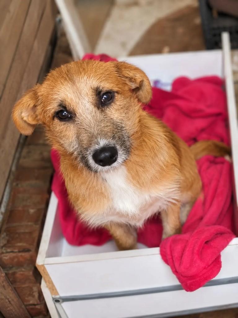 Estopinha, cachorro de porte pequeno para adoção em Lagoa Vermelha - RS