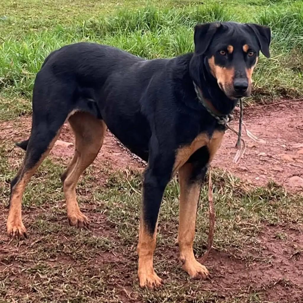 Pandora, cadela de porte grande para adoção em Lagoa Vermelha - RS