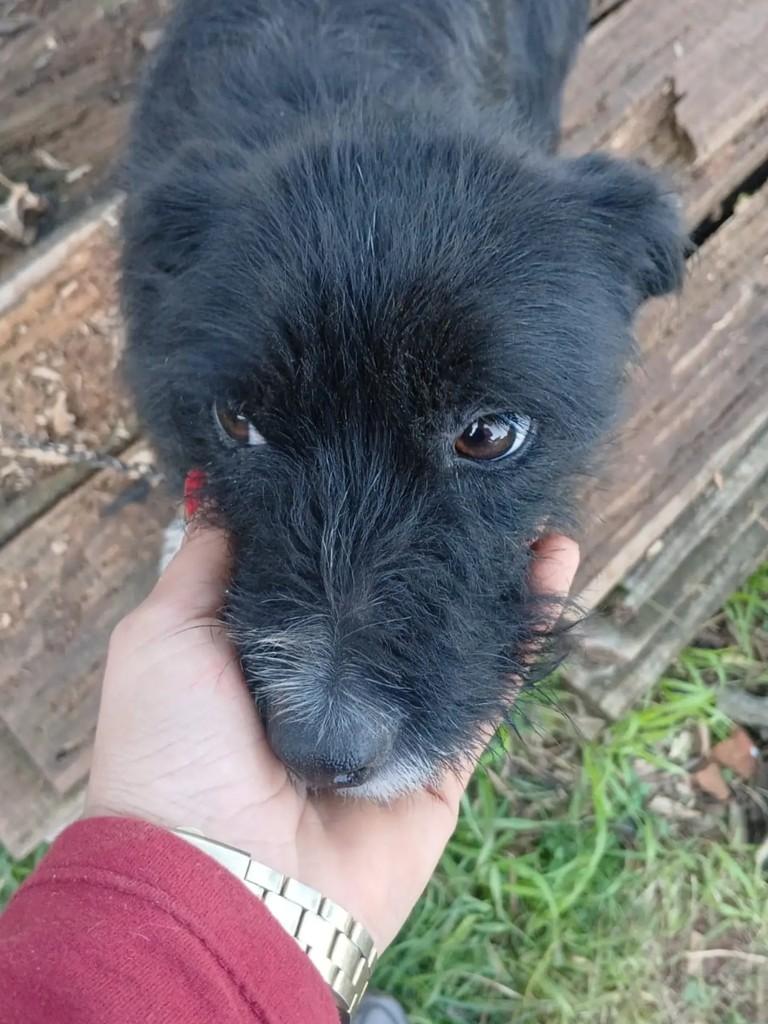 Peludinha, cadela de porte médio para adoção em Lagoa Vermelha - RS