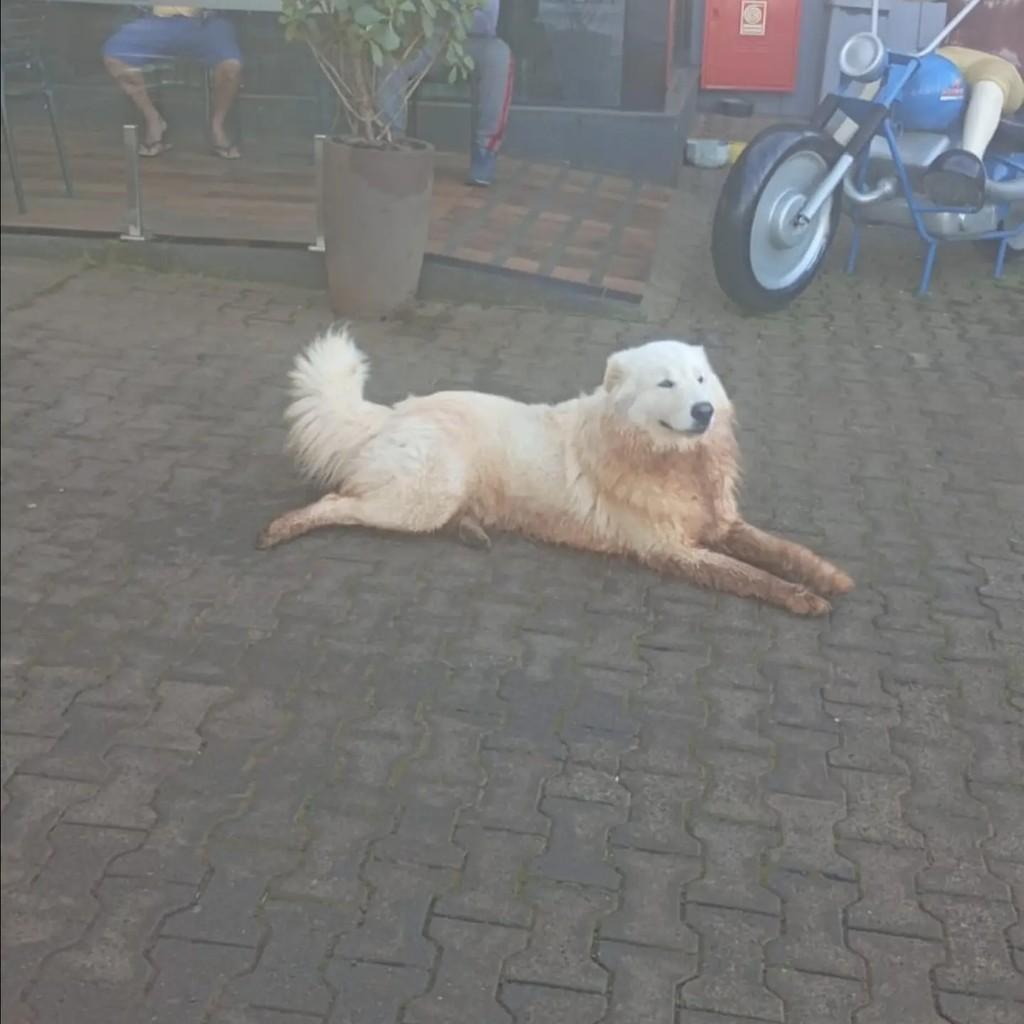 Pastor Maremano, cachorro de porte grande para adoção em Lagoa Vermelha - RS