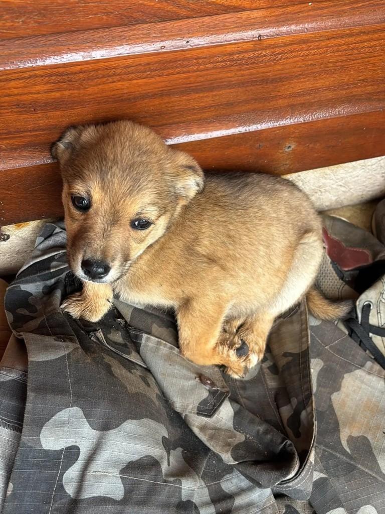 Rapozinha, cachorro de porte pequeno para adoção em Lagoa Vermelha - RS