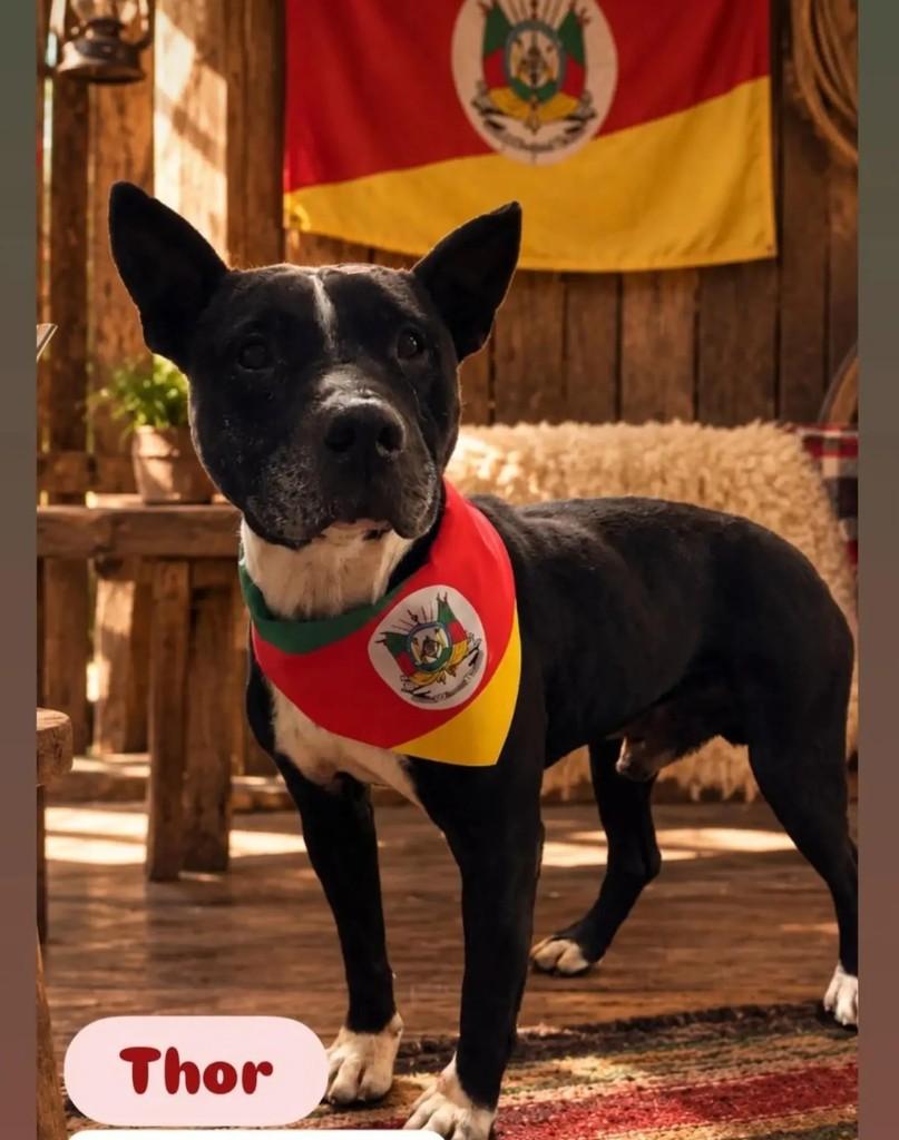 Thor, cachorro de porte médio para adoção em Lagoa Vermelha - RS