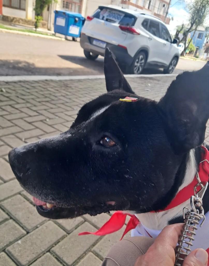 Thor, cachorro de porte médio para adoção em Lagoa Vermelha - RS — foto 2 de 3