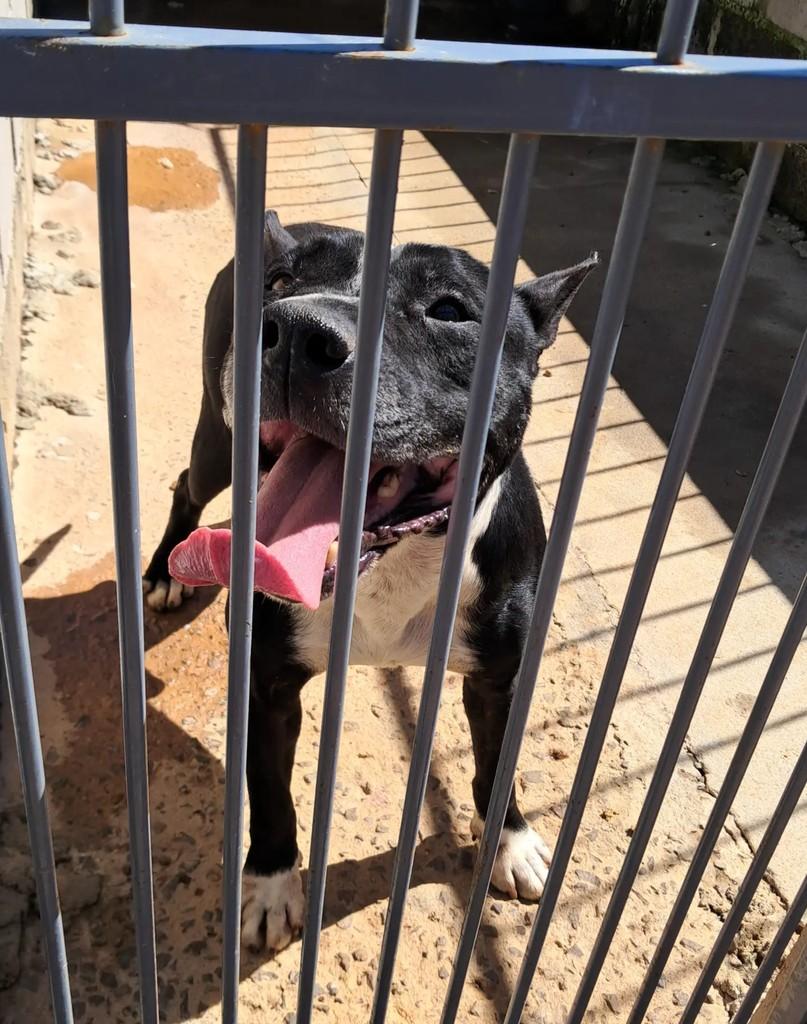 Thor, cachorro de porte médio para adoção em Lagoa Vermelha - RS — foto 3 de 3