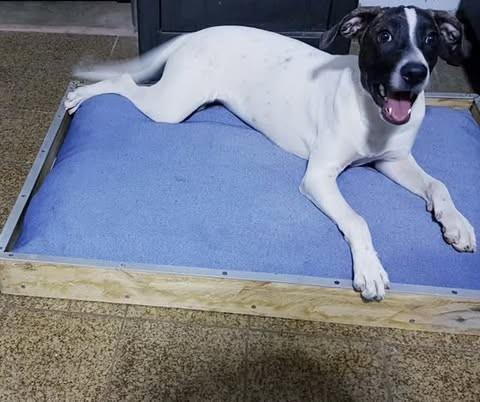 Belinha, cadela de porte pequeno para adoção em Jales - SP