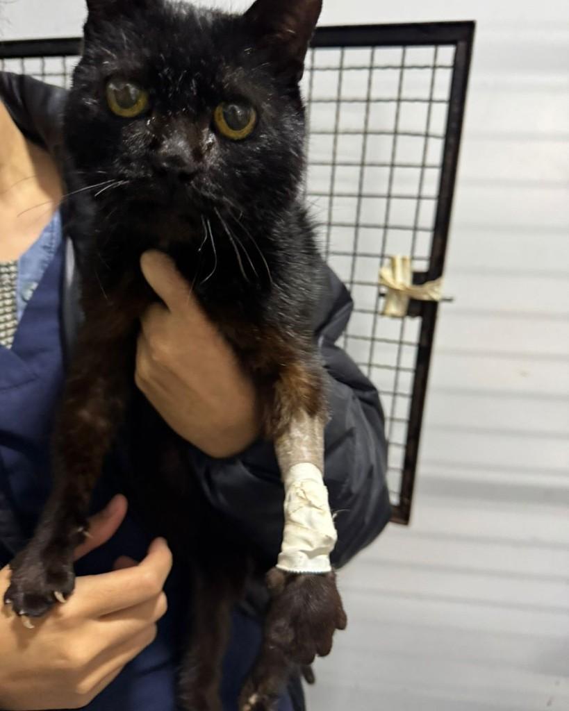 Petruchio, gato para adoção em Jacarezinho - PR