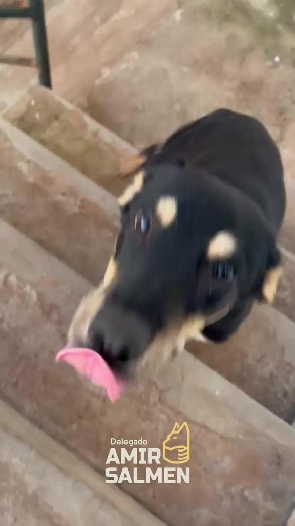 Angus, cachorro de porte pequeno para adoção em Jacarezinho - PR