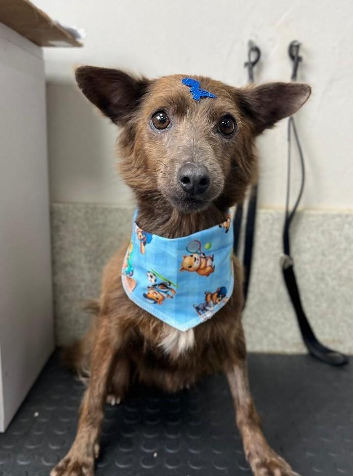 Vidú, cachorro de porte pequeno para adoção em Frederico Westphalen - RS