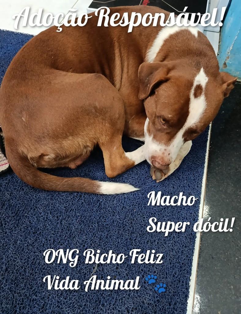 Meninão, cachorro de porte médio para adoção em Cássia - MG
