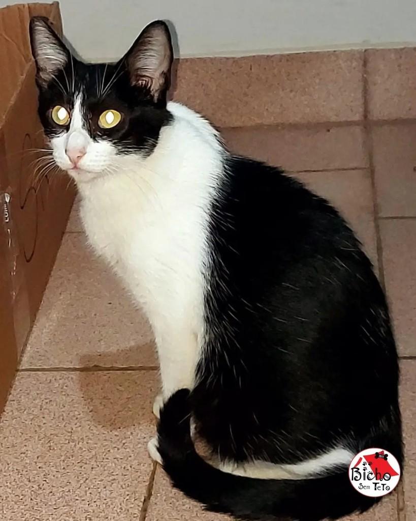 Frajola, gata de porte pequeno para adoção em Santa Rita do Passa Quatro - SP