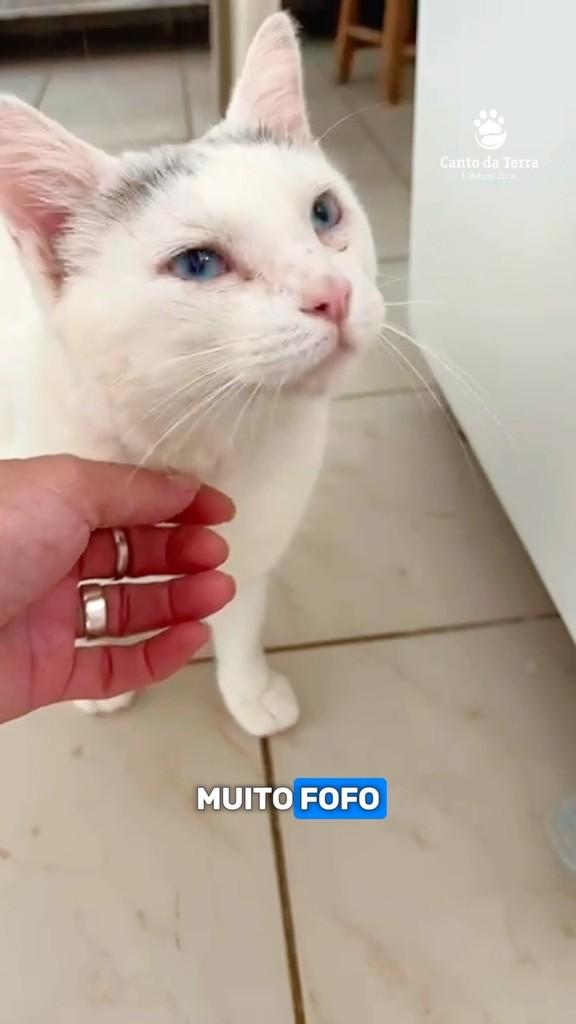 Star Dust, gato para adoção em São Paulo - SP