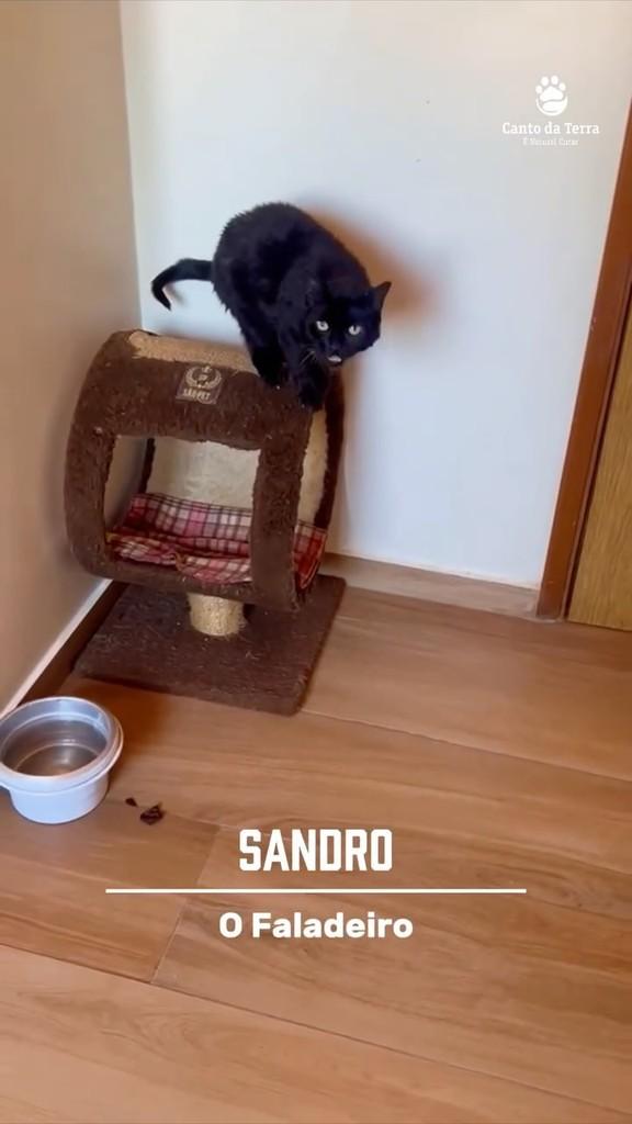 Sandro, gato de porte pequeno para adoção em São Paulo - SP