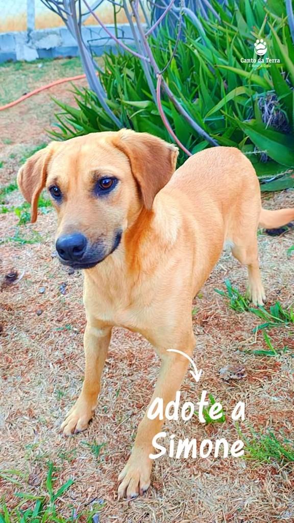 Simone, cadela de porte médio para adoção em São Paulo - SP