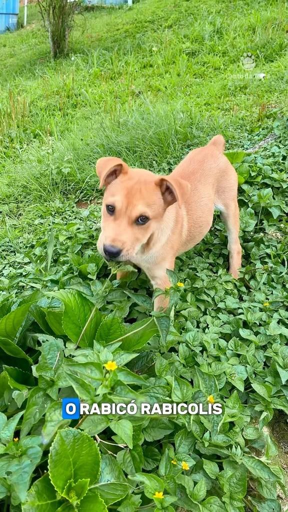Rabicó Rabicolis, cachorro de porte médio para adoção em São Paulo - SP